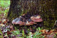 Oak (Quercus spp.)-Inonotus Root and Butt Rot