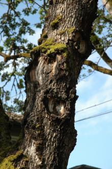 Oak (Quercus spp.)-Nectria Canker