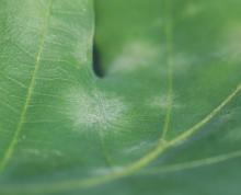 Image related to Oak (Quercus spp.)-Powdery Mildew