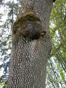 Oak (Quercus spp.)-White Pocket Rot (Piped Rot)