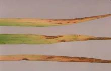 Image related to Oats (Avena sativa)-Bacterial Blight (Halo Blight)