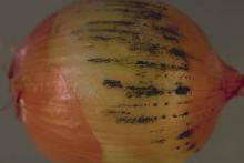 Image related to Onion (Allium cepa)-Black Mold