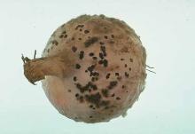 Image related to Onion (Allium cepa)-Botrytis Leaf Blight