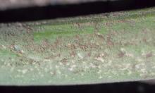 Image related to Onion (Allium cepa)-Downy Mildew