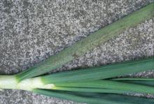 Image related to Onion (Allium cepa)-Downy Mildew