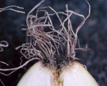 Image related to Onion (Allium cepa)-Fusarium Basal Rot