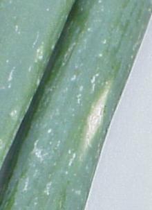 Image related to Onion (Allium cepa)-Iris Yellow Spot