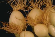 Image related to Onion (Allium cepa)-Nematode, Stubby-root