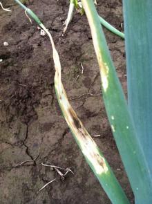 Onion plant affected with purple blotch. The surface of the spot on the left is covered with a brownish black, powdery fungal growth characteristic of this pathogen. Photo by Cynthia M. Ocamb, 2013.