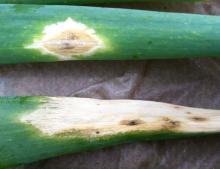 Purple blotch on detached onion leaves. Note the brown-colored center on the top leaf, surrounded by a white to yellowish ring. The brownish black, powdery fungal growth is apparent on portions of the leaf spots. Photo by Cynthia M. Ocamb, 2013.