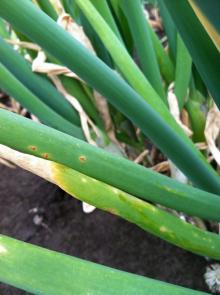 Rust pustules (orange-colored spots) on an onion plant.  Photo by Cynthia M. Ocamb, 2013.