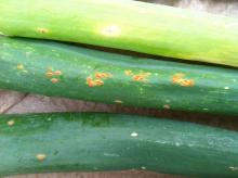 Several onion leaves showing the signs of rust, e.g., the orangish-colored pustules. The pustules on the middle leaf have matured and ruptured, exposing the masses of orange-colored spores that are contained within rust pustules. Photo by Cynthia M. Ocamb, 2013.