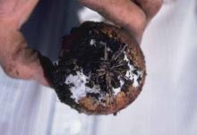 Image related to Onion (Allium cepa)-White Rot