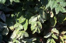 Image related to Oregon Grape (Berberis aquifolium)-Powdery Mildew