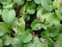 Image related to Pansy (Viola spp.)-Leaf Spots