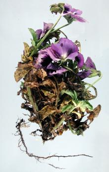 Image related to Pansy (Viola spp.)-Root and Crown Rot