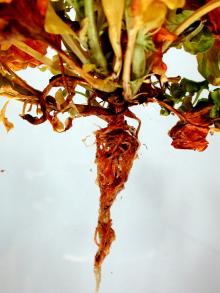 Image related to Pansy (Viola spp.)-Root and Crown Rot