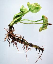 Image related to Pansy (Viola spp.)-Thielaviopsis Root Rot