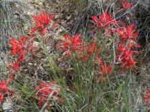 Image related to Parasitic Plants of Oregon