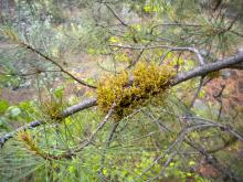 Image related to Parasitic Plants of Oregon