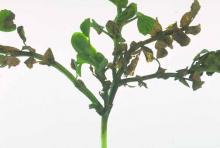 Image related to Pea (Pisum sativum)-Ascochyta Blight (Basal Stem Rot or Black Stem)