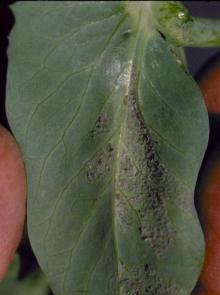 Image related to Pea (Pisum sativum)-Downy Mildew