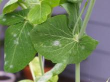 Image related to Pea (Pisum sativum)-Powdery Mildew