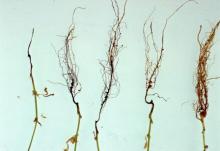 Image related to Pea (Pisum sativum)-Root Rots