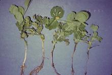 Image related to Pea (Pisum sativum)-Root Rots