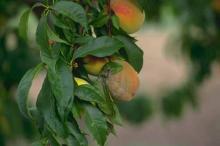 Image related to Peach (Prunus persica)-Brown Rot