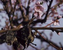 Image related to Peach (Prunus persica)-Brown Rot