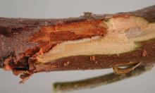 Image related to Peach (Prunus persica)-Cytospora Canker