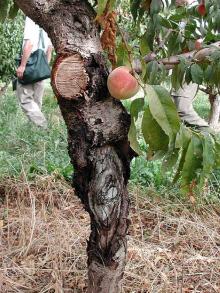 Image related to Peach (Prunus persica)-Cytospora Canker