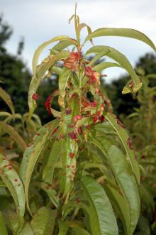 Image related to Peach (Prunus persica)-Leaf Curl