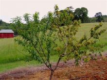 Image related to Peach (Prunus persica)-Leaf Curl