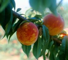 Image related to Peach (Prunus persica)-Plum Pox (Sharka)