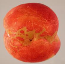 Image related to Peach (Prunus persica)-Russeting