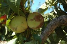 Image related to Peach (Prunus persica)-Russeting