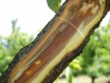 Image related to Peach (Prunus persica)-Verticillium Wilt