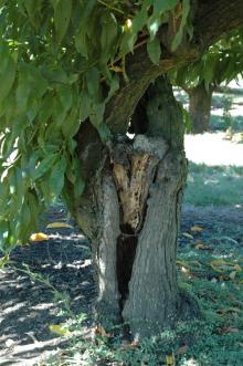 Image related to Peach (Prunus persica)-Wood Decay