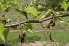 Image related to Pear, Asian (Pyrus spp.)-Dieback