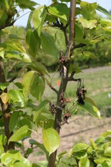 Image related to Pear, Asian (Pyrus spp.)-Dieback