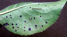 Image related to Pear, Asian (Pyrus spp.)-Fabraea Leaf Spot
