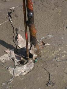 Image related to Pear, Flowering (Pyrus spp.)-Phytophthora Canker