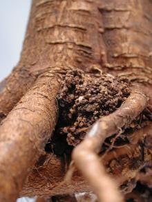 Image related to Pear (Pyrus spp.)-Crown Gall