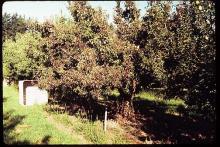 Image related to Pear (Pyrus spp.)-Decline