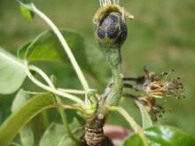 Image related to Pear (Pyrus spp.)-Fire Blight