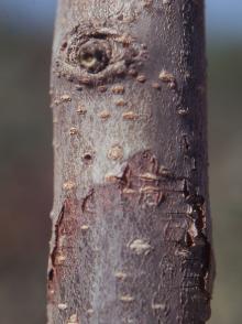 Image related to Pear (Pyrus spp.)-Fire Blight