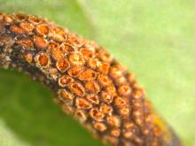 Image related to Pear (Pyrus spp.)-Pacific Coast Pear Rust