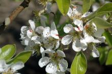 Image related to Pear (Pyrus spp.)-Pacific Coast Pear Rust